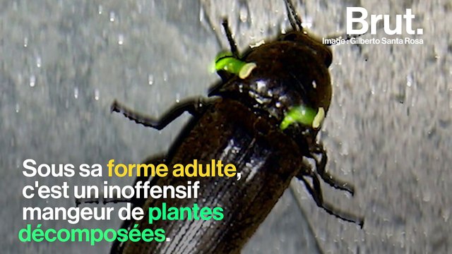 Brésil : les termitières géantes du Cerrado