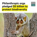 Philanthropic Orgs Pledge $5B to Protect Biodiversity