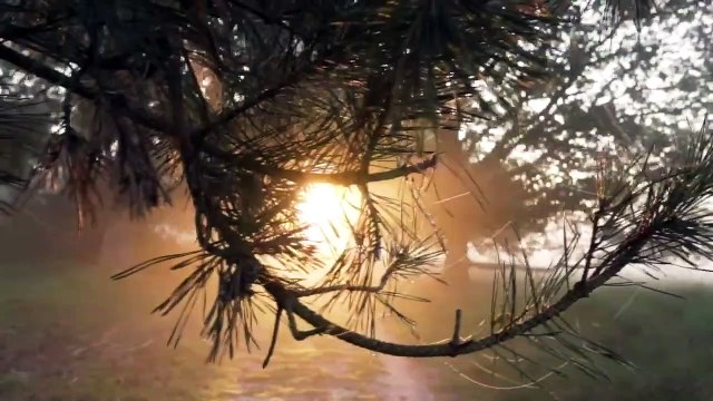 No Copyright Background Nature Video (No Sound, No Music) - Free Stock Footage