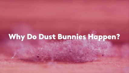 Why Do Dust Bunnies Happen?
