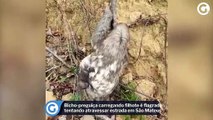 Bicho-preguiça carregando filhote é flagrado tentando atravessar estrada em São Mateus
