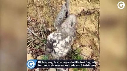 Download Video: Bicho-preguiça carregando filhote é flagrado tentando atravessar estrada em São Mateus