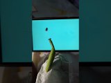 Praying Mantis Tries to Catch Digital Fly on Smartphone