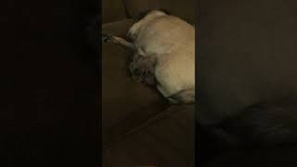 Pug Squishing Best Friend on Couch