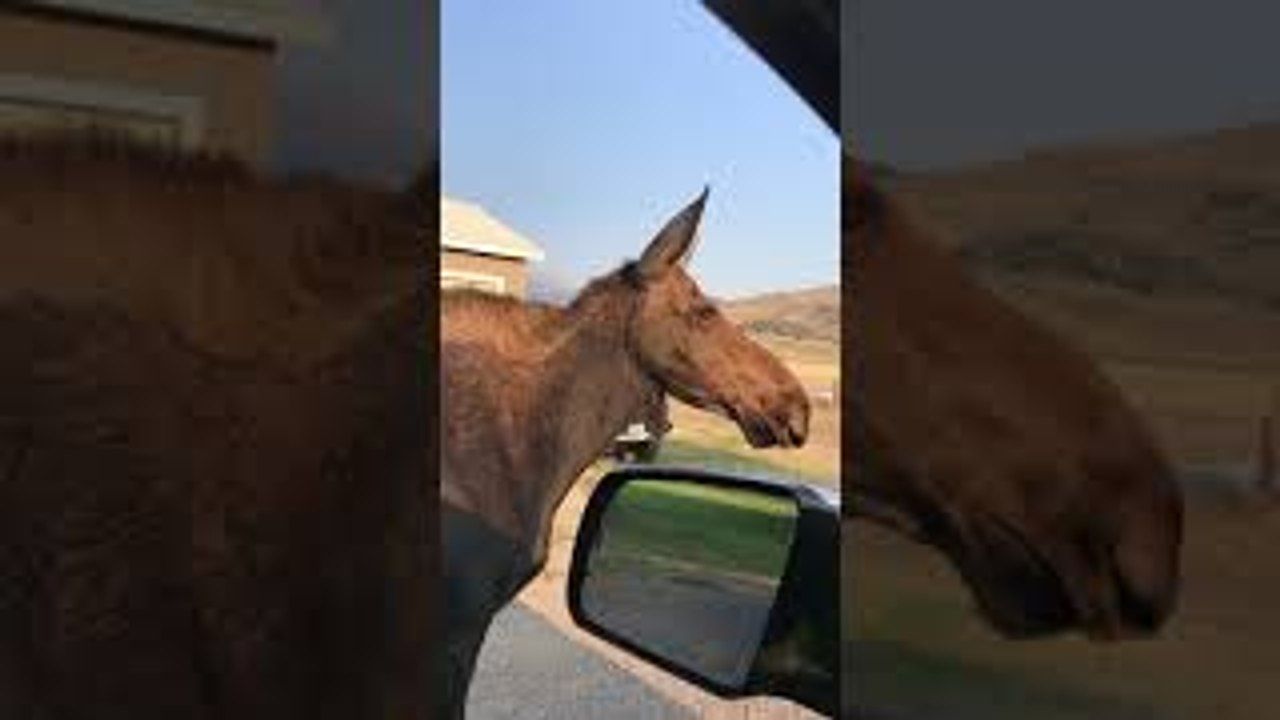Mama Moose Looks and Calls for Calf After Getting Separated