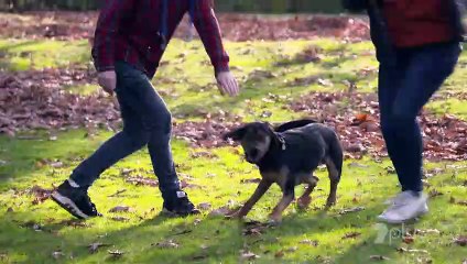 Dogs Behaving Very Badly S01E03