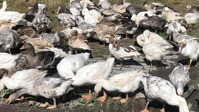 Kış sofralarının vazgeçilmezi! Kars'ta kaz fiyatları 300 liraya kadar çıkınca vatandaş üretime başladı