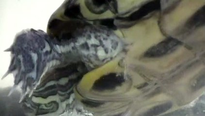 【Lamu chan】3538【ラムちゃん】