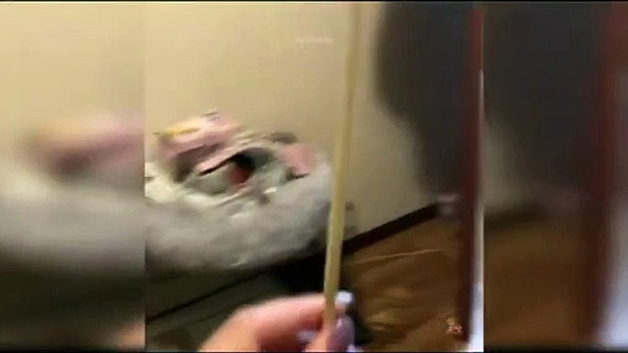 Short Funny Cats Video Compilation