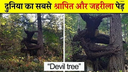 दुनिया का सबसे श्रापित और जहरीला पेड़  | Most Dangerous Tree  | Amazing Nature Facts