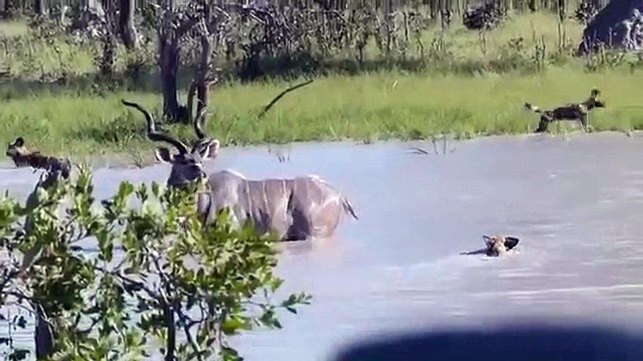 anjing liar dengan rusa