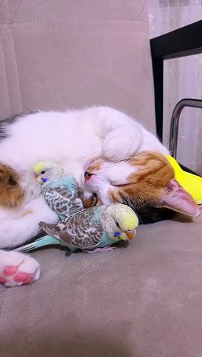 Cat Snuggles Up With Parakeets For a Nap