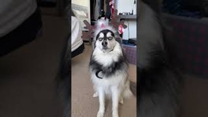 Champ the Pomsky Unsure About Rudolph Ears