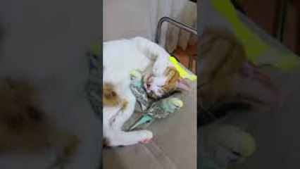 Cat Snuggles Up With Parakeets For a Nap