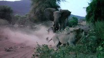 Cuando tu familia te cuida las espaldas: ¡Animales que protegen a los suyos!