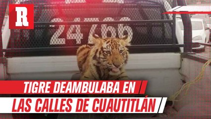 Un tigre de bengala fue capturado en Cuautitlán Izcalli