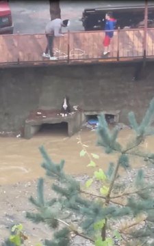 Korkuluklara bağladığı iple dereye inip mahsur kalan köpeği kurtardı
