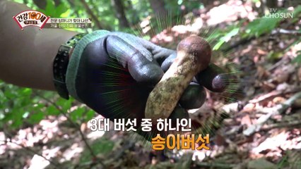 가을 산에서 얻는 암 치료제~ 천연 항염증제 버섯 TV CHOSUN 211004 방송