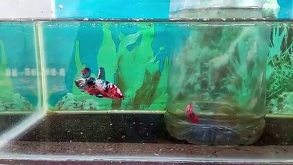 PENYEBAB IKAN CUPANG GAGAL KAWIN