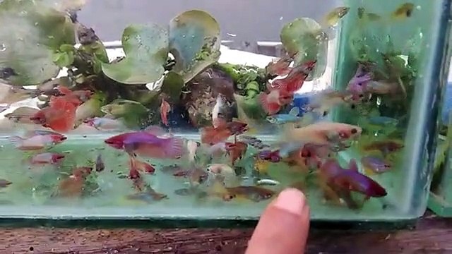 INI HASILNYA IKAN CUPANG HALFMOON SILANG PLAKAT