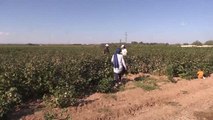 ŞANLIURFA - Ziraat mühendisleri sahaya indi, GAP'ta pamuk üretim maliyetleri azaldı