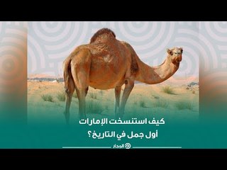 كيف استنسخت الإمارات أول جمل في التاريخ؟ | ذاكرة المدار