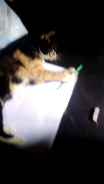 kucing ku lucu #kucing #kucinglucu