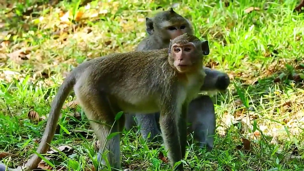 #Hewan kawin,Monyet Kawin,Babon kawin, - Video Dailymotion