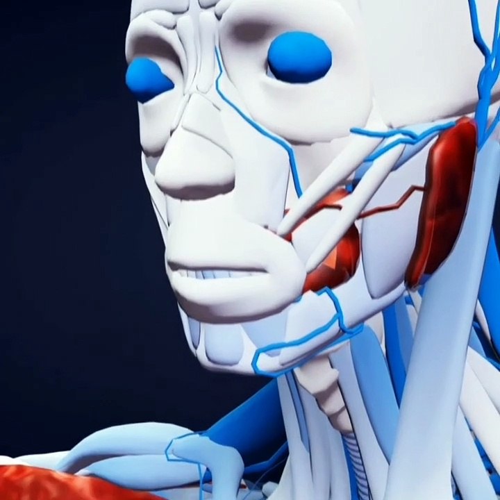 How many bones and muscles are in human body // knowledgeable video #fact  #viralvideo #trendingvideo