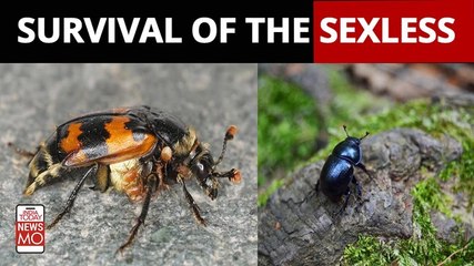 Asexual Animal Species Can Adapt To The Environment During Evolution