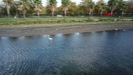 FLAMİNGO SÜRÜSÜ İZMİT KÖRFEZİ'Nİ RENKLENDİRDİ