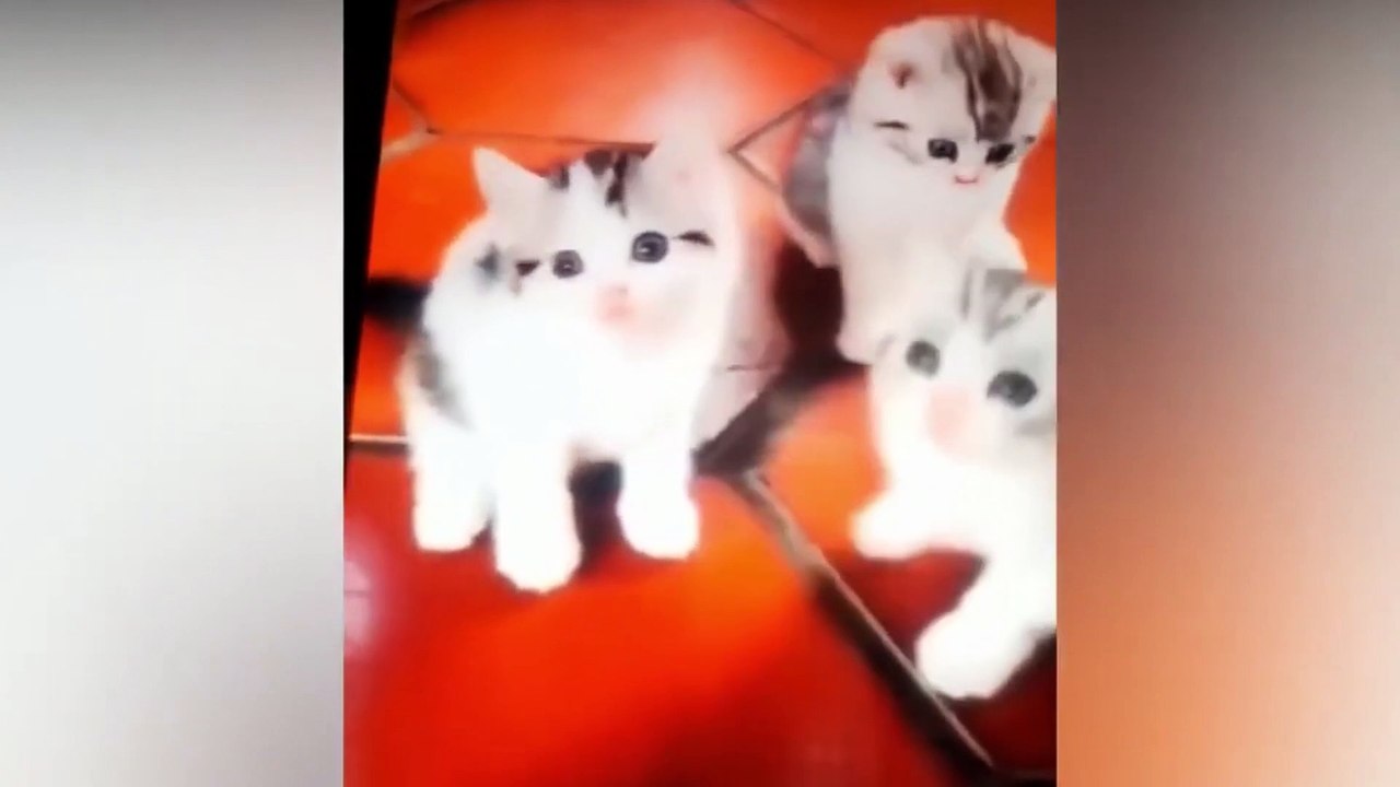 Funny Cat with Toys, Try Not to Laugh 2021