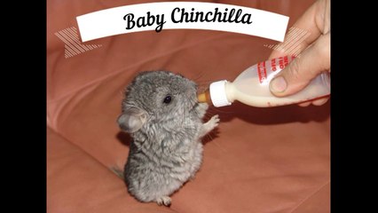 Cute Baby Animals That Will Make You Go ‘Aww’  #zooanimals #animalsforkids #animalplanet