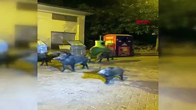 Muğla'da aç kalan yaban domuzları şehre indi, vatandaşlar besledi
