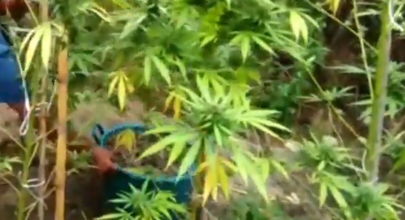 Cammarata (AG) - Coltiva marijuana vicino fiume Platani: arrestato (28.09.21)