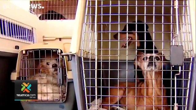 td7-decenas-de-mascotas-se-perdieron-tras-erupcion-en-canarias-280921