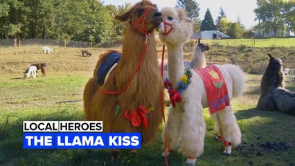 Local Heroes: Get some llama love!
