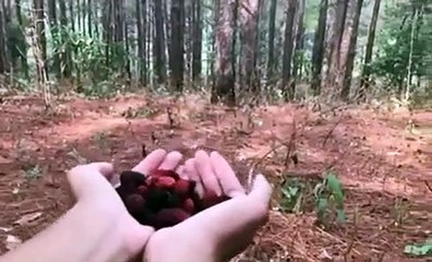 Il donne des baies à manger à une chèvre qui vient d'adopter !