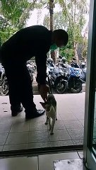 The cat came back to the office