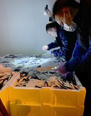 Beylikdüzü'nde 12 ton küçük boy balığa el konuldu