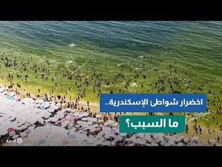اخضرار شواطئ الإسكندرية.. ما السبب؟