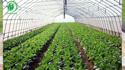FarmAfrik is helping to grow sustainable farming techniques