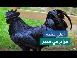 ثمنها آلاف الدولارات.. تعرف على أغلى "عشة فراخ" في مصر