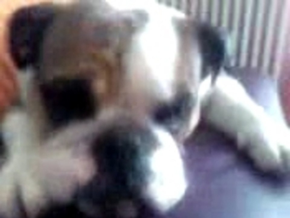 Mona la femelle bouledogue anglais toute calme...