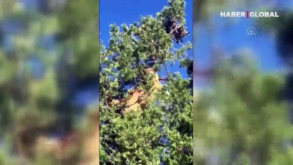 Çoban, köpeklerinin kovaladığı vaşağı böyle kurtardı