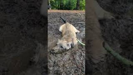 Muddy Puppy Thinks He's a Pig