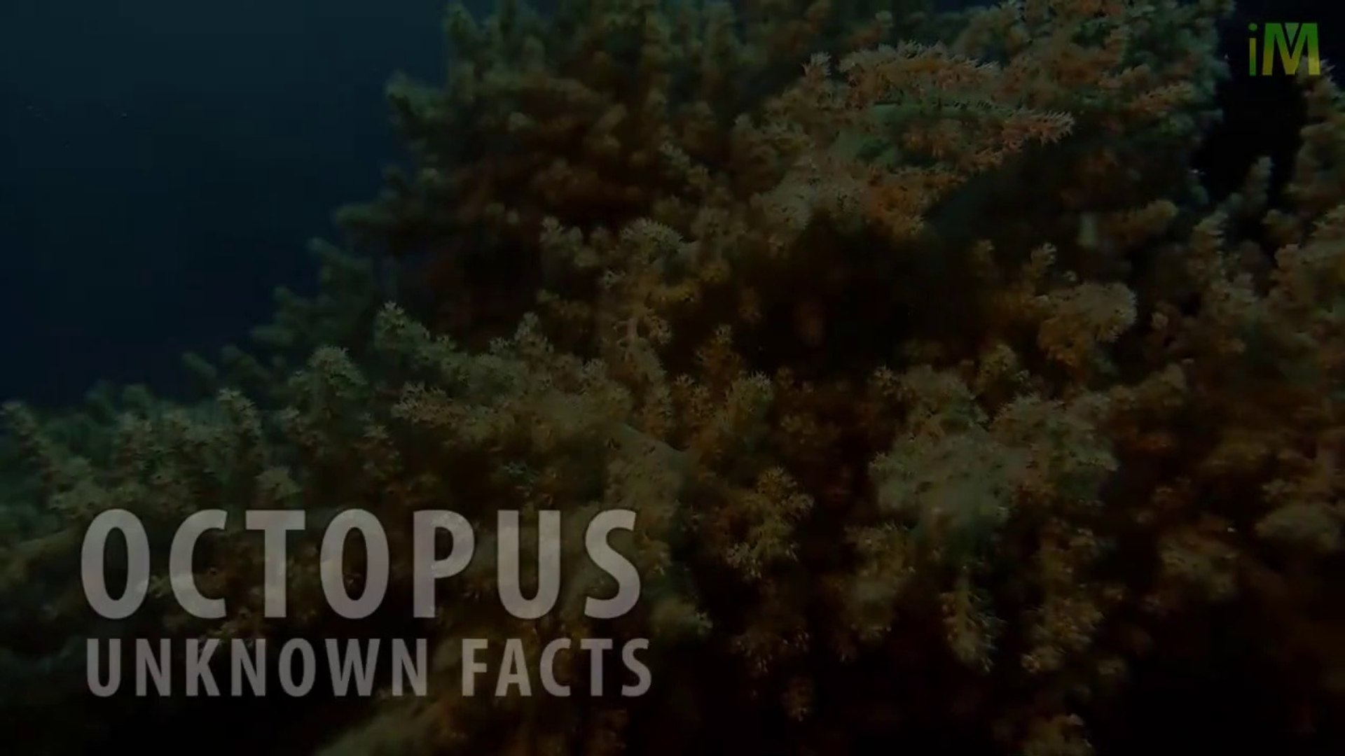 ⁣Octopus l Octopus Facts l Unknown Facts l I Memory