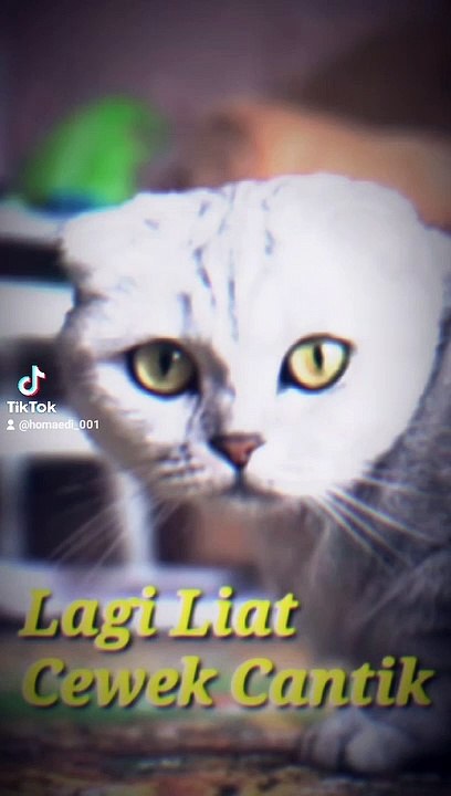Kucing lagi ngintip