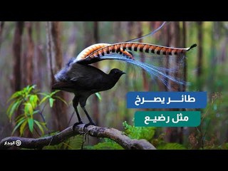 سبحان الخالق العظيم.. طائر قيثارة يصرخ مثل طفل رضيع