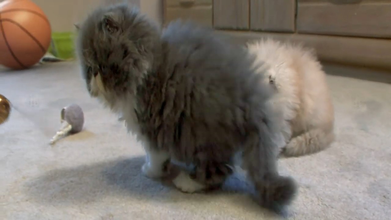 Harry Potter Wizards Unite, HPWU, nouveau trailer, chats, mignon